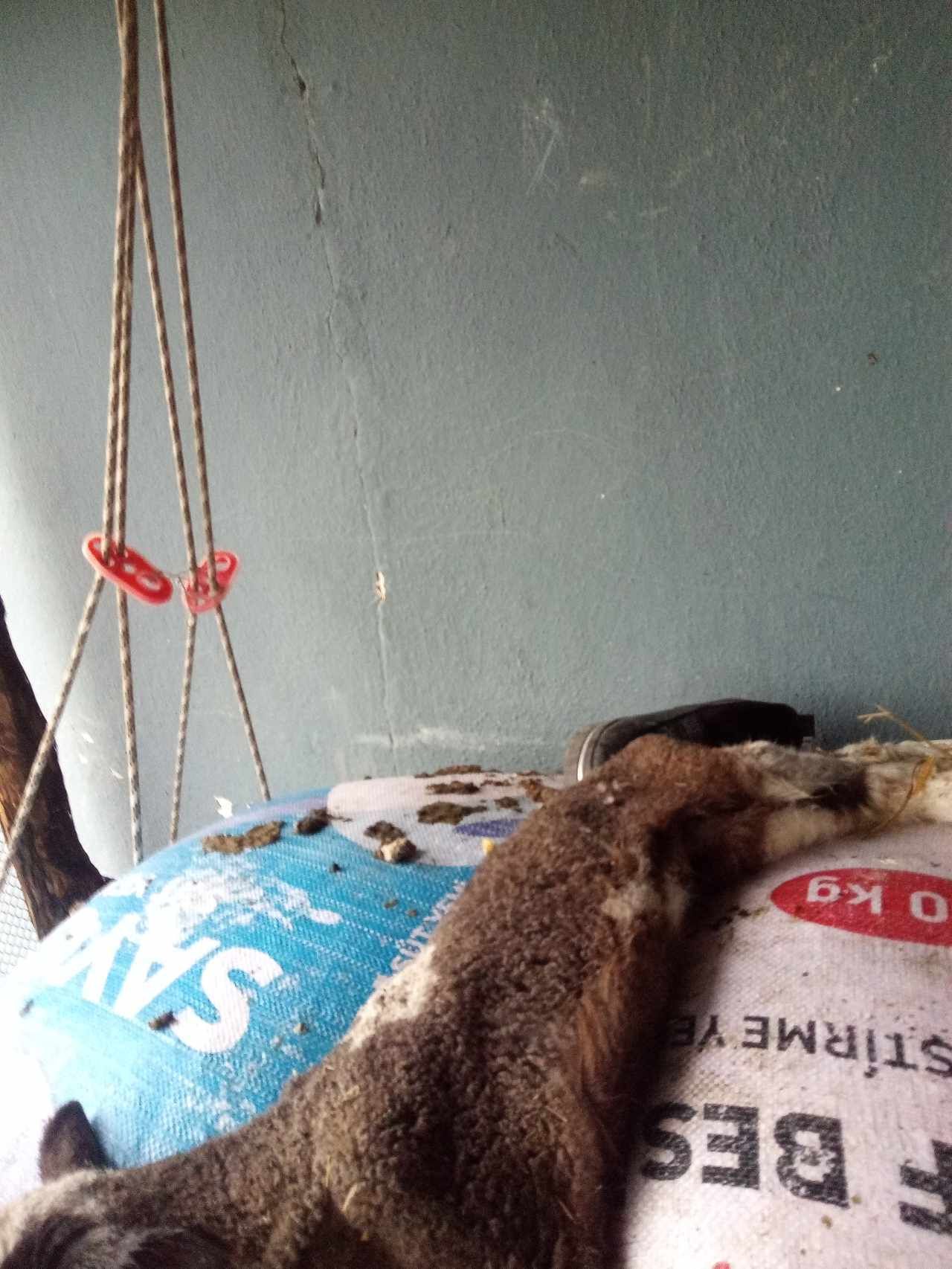 İpsala’da Çıkan Fırtınada Hayvanlar Telef Oldu.