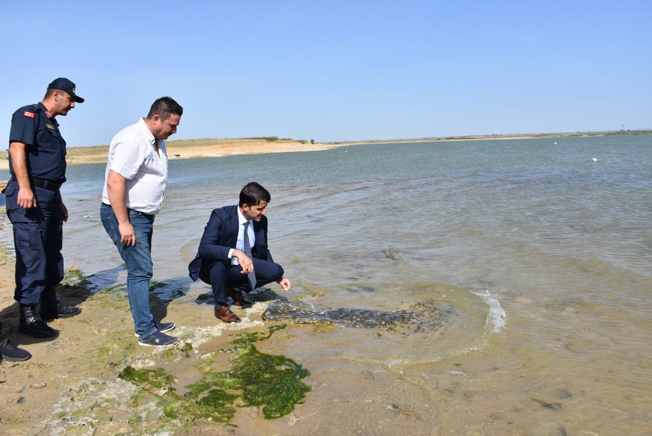 Karpuzlu Barajına 200 Bin Sazan Yavrusu Bırakıldı.