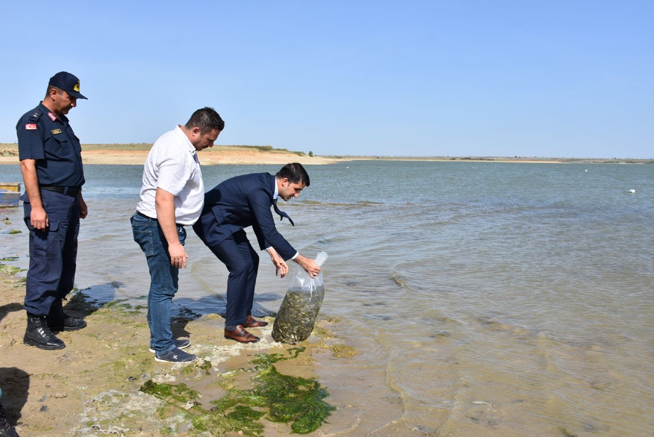 Karpuzlu Barajına 200 Bin Sazan Yavrusu Bırakıldı.