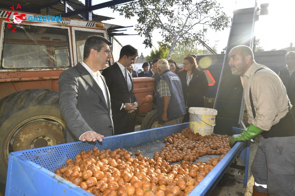 Vali Kırbıyık,”Ceviz Ekili Alanlar Her Yıl Büyüyor”