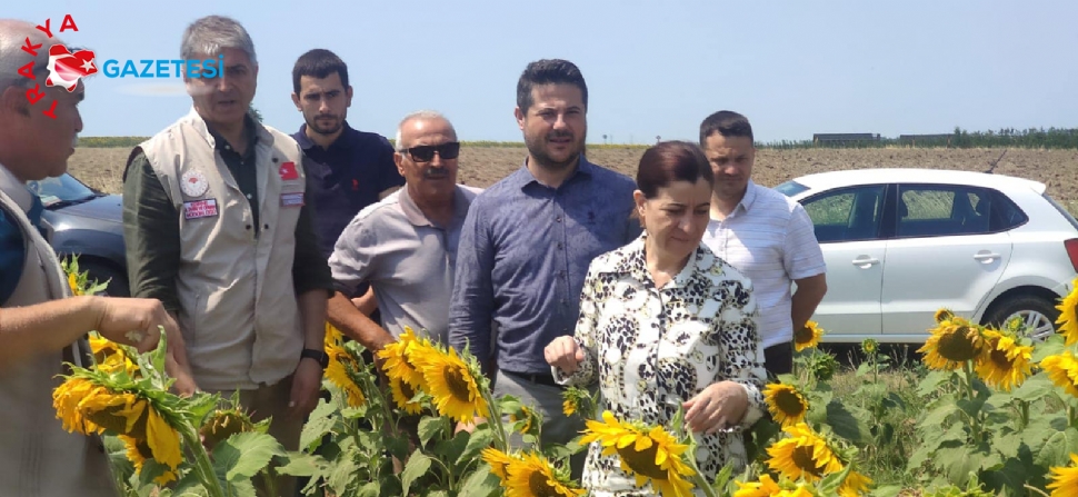 Aksal,İpsala’da Ayçiçek Tarlalarını İnceledi