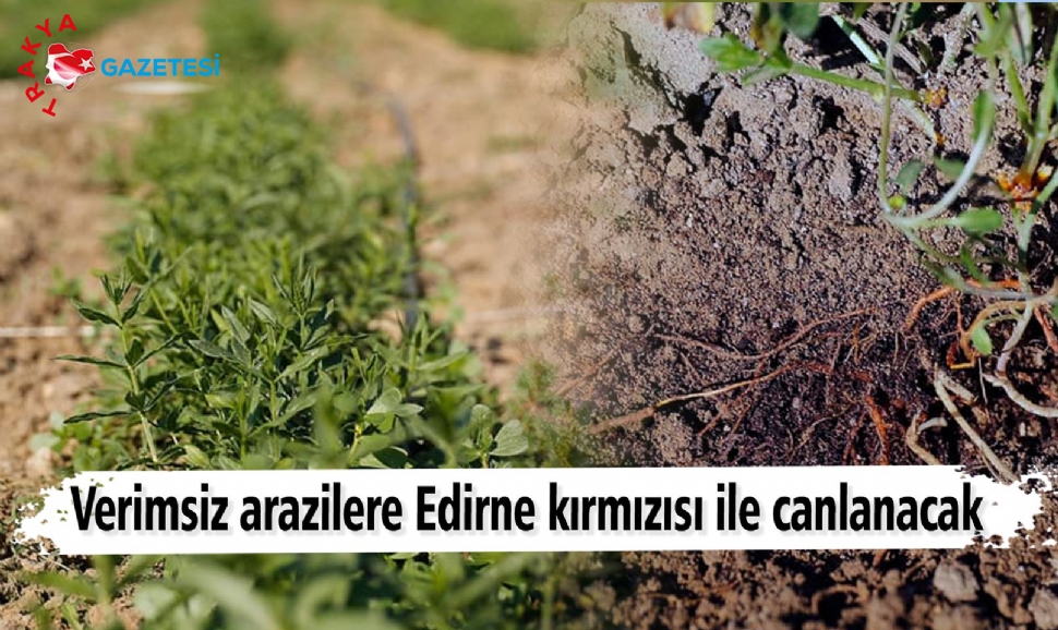 Üreticiler İçin Alternatif Ürün Olacak