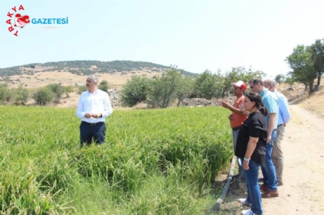 Devlet Destekli Damla Sulamayla Çeltikte Yüksek Verim