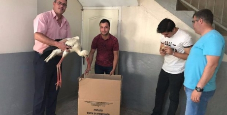 Elektrik Çarpması Sonucu Yaralanan Leylek Tedaviye Alındı