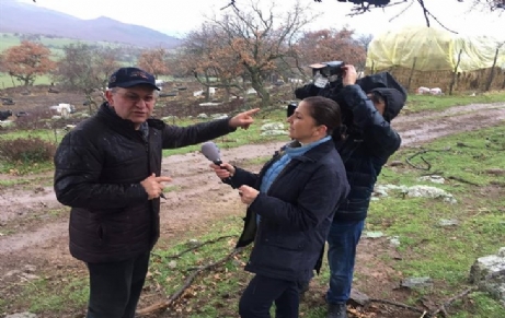 Boz ırk inekleri ulusal medya’da