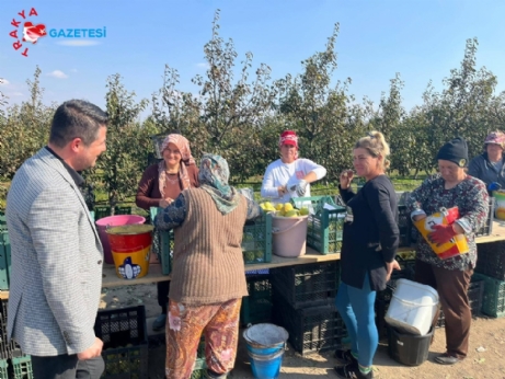 AK Partli İlkdoğmuş, armut hasadına katıldı