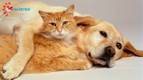 İpsala’da Kedi ve Köpekler Kayıt Altına Alınıyor