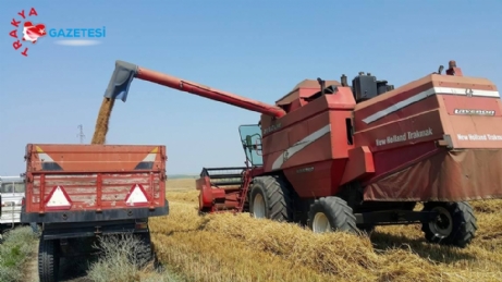 Buğday hasadı, geceli gündüzlü devam ediyor